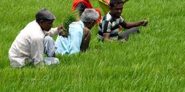 Only quarter money paid to farmers under MIS