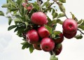 Bayer collaborates with Fruitbee Agritech to enhance apple growers’ productivity